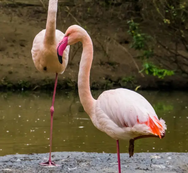 Photo of closeup of a greater flamingo standing on one leg in the water, popular and well spread bird in europe