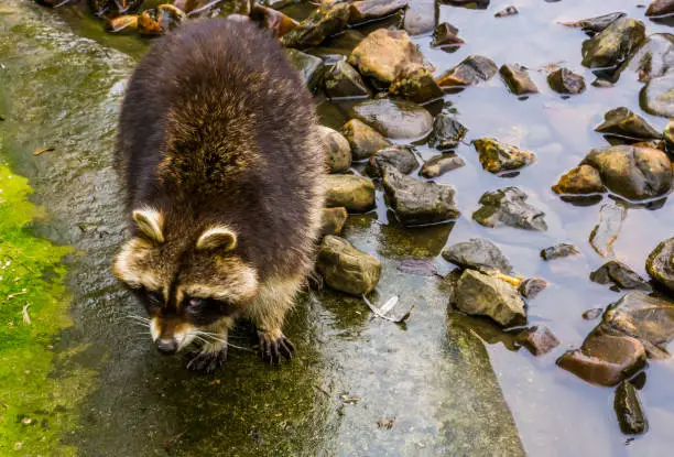 Photo of common raccoon standing at the water side, tropical animal from America