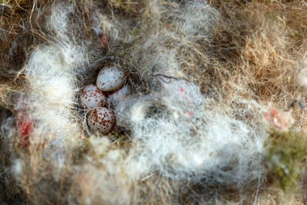 istock Clutch of a great tit 1137969669
