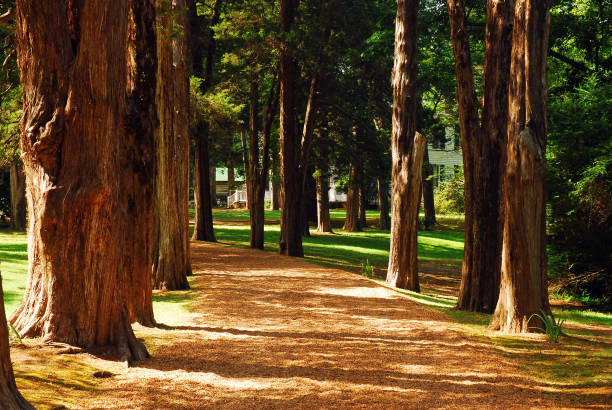 Oak path at Rowan Oak Oxford, MS, USA A tree lines path leads visitors to Rowan Oak, William Faulkner's home in Oxford, Mississippi oxford mississippi photos stock pictures, royalty-free photos & images
