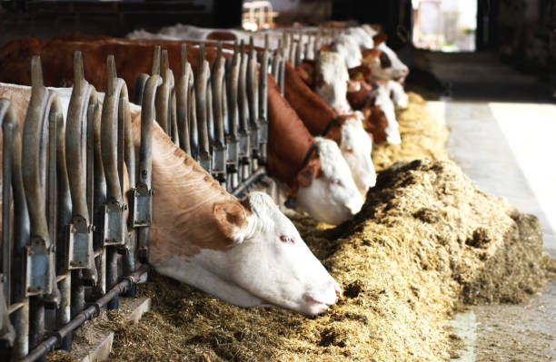 istock row of Simmental cattle eating 1137970738