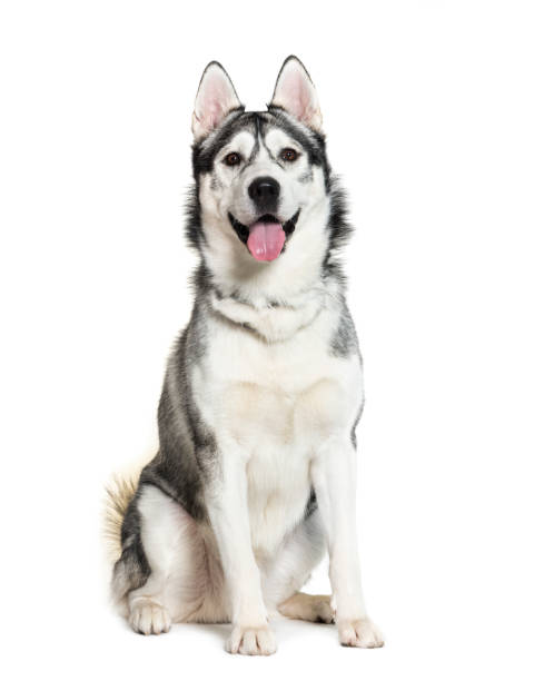 istock Siberian Husky sitting in front of white background 1137971019