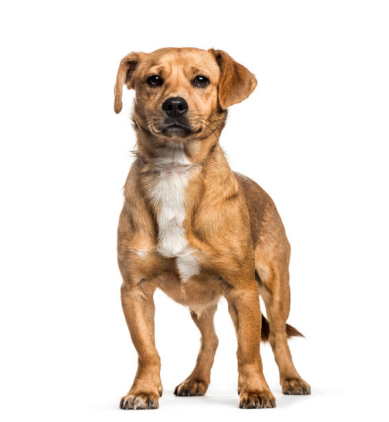 istock Mixed-breed dog, 1 year old, in front of white background 1137971044