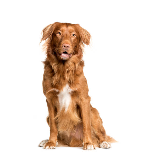 istock Toller dog sitting in front of white background 1137971060