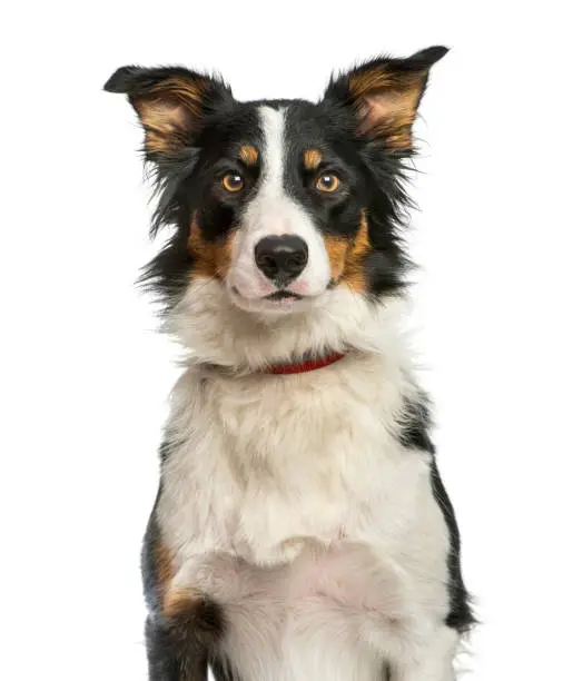 Photo of Border Collie, 1 year old, sitting in front of white background