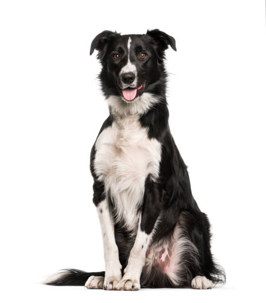 istock Border Collie, 1 year old, sitting in front of white background 1137971128