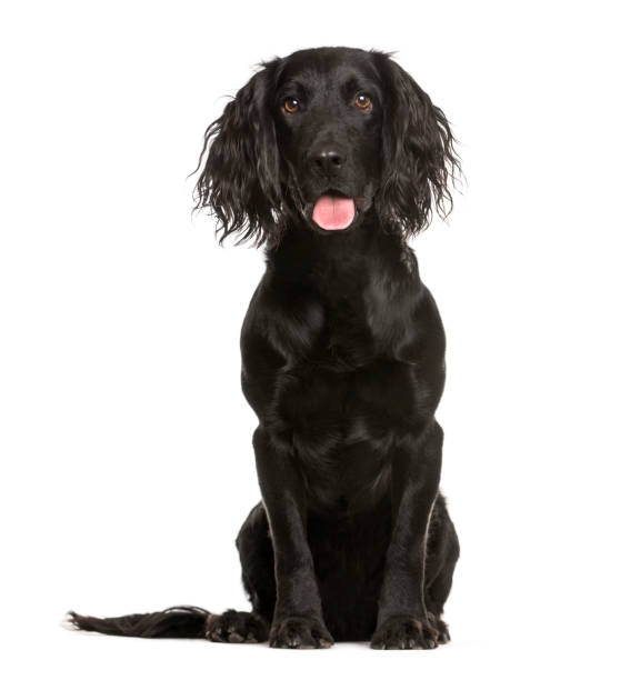 cocker spaniel, 1 año de edad, sentado frente a fondo blanco - cocker spaniel fotografías e imágenes de stock