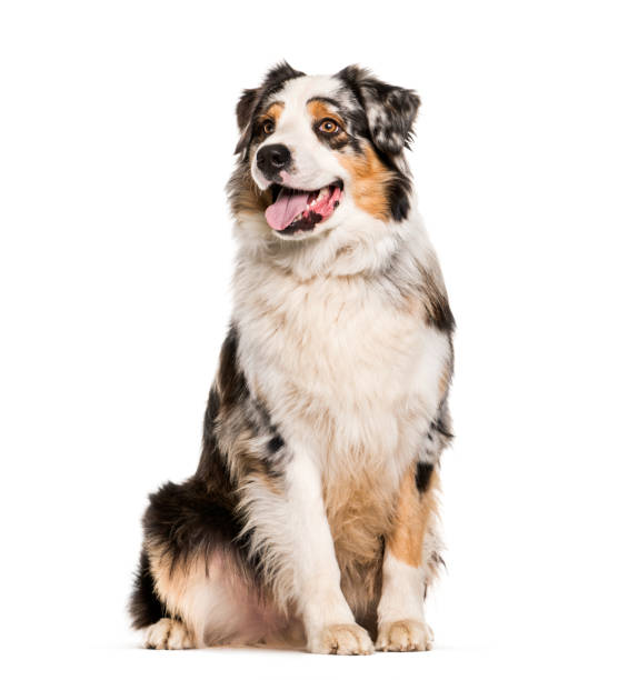 istock Australian Shepherd, 1 year old, sitting in front of white background 1137971144