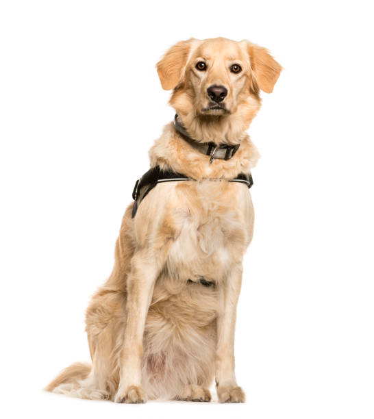 istock Mixed-breed dog, 3 years old, sitting in front of white background 1137971146
