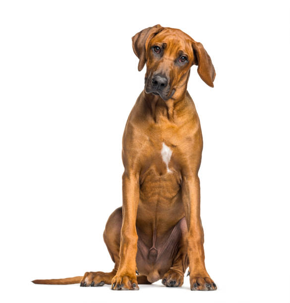 istock Rhodesian Ridgeback, 5 months old, sitting in front of white background 1137971154