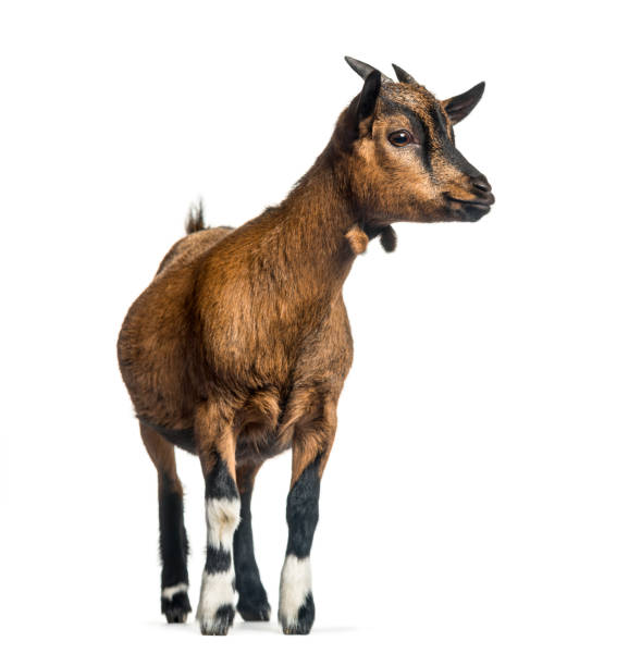 istock Young Goat, 4 months, standing in front of white background 1137971156