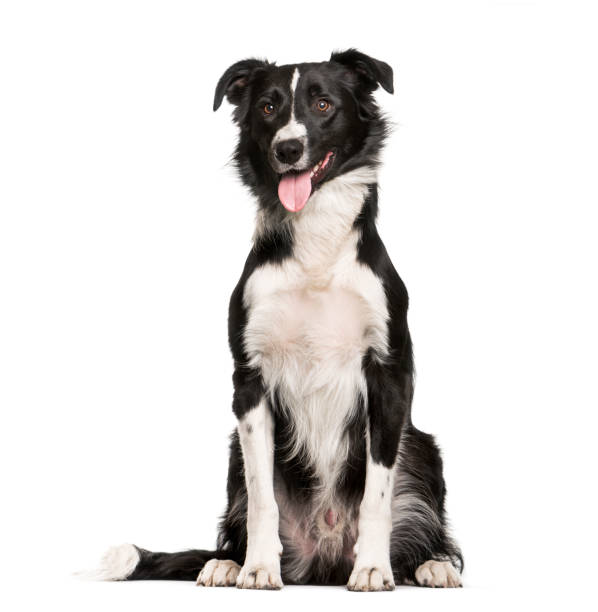 istock Border Collie, 1 year old, sitting in front of white background 1137971171