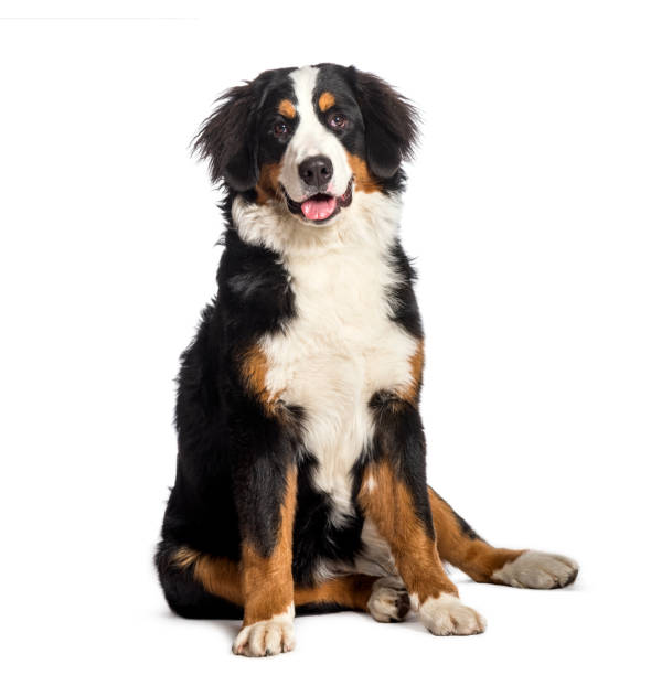 istock Bernese Mountain Dog sitting in front of white background 1137971186