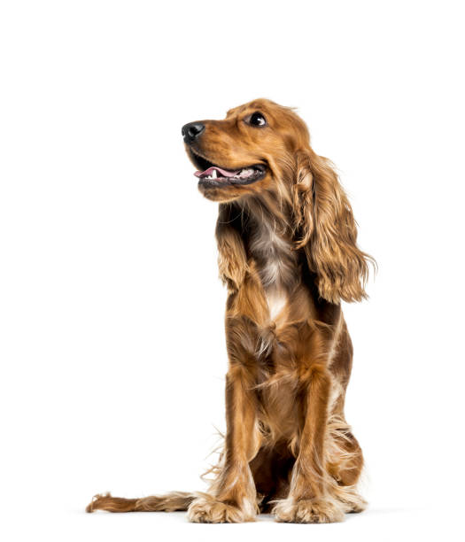 istock English Cocker Spaniel sitting in front of white background 1137971189