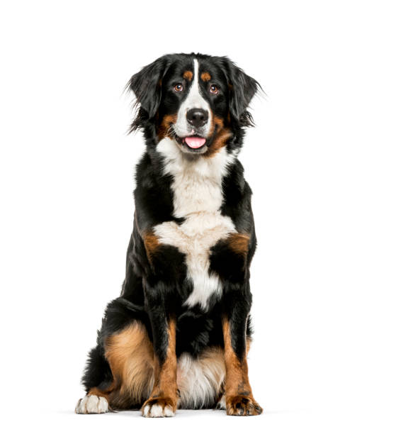 Bernese Mountain Dog sitting in front of white background Bernese Mountain Dog sitting in front of white background bernese mountain dog photos stock pictures, royalty-free photos & images
