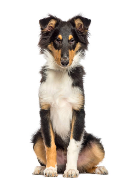 istock Collie sitting in front of white background 1137971220