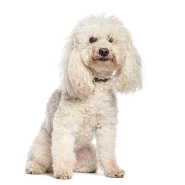 istock Poodle sitting in front of white background 1137971238