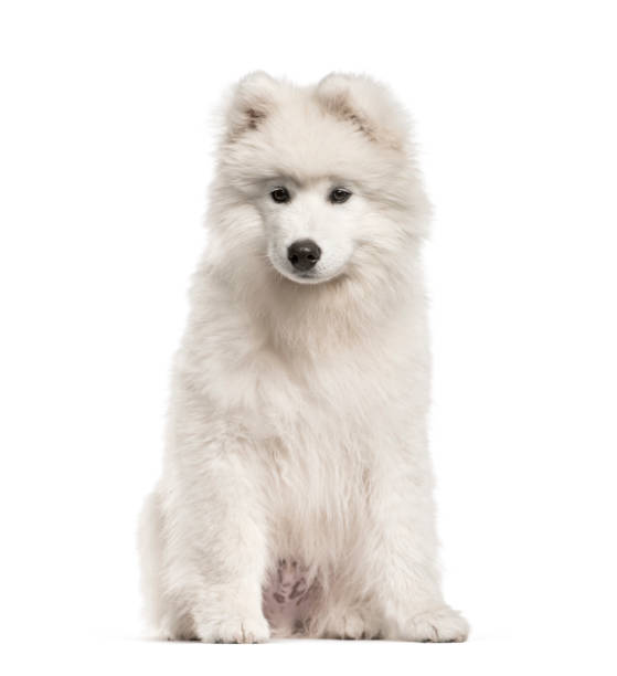 istock Samoyed dog, 4 months old, sitting in front of white background 1137971250