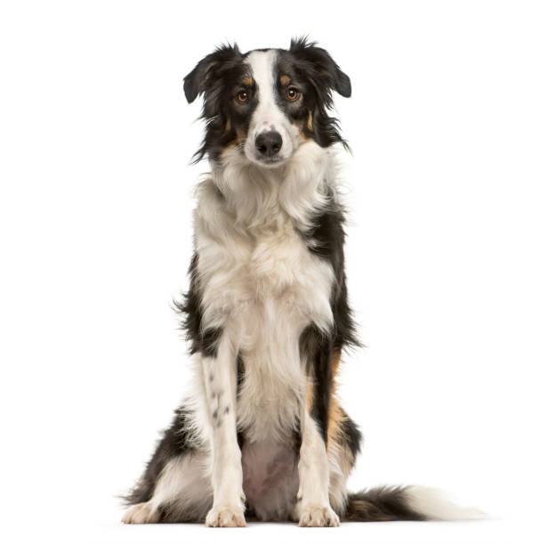 istock Border Collie, 9 months old, sitting in front of white background 1137971293