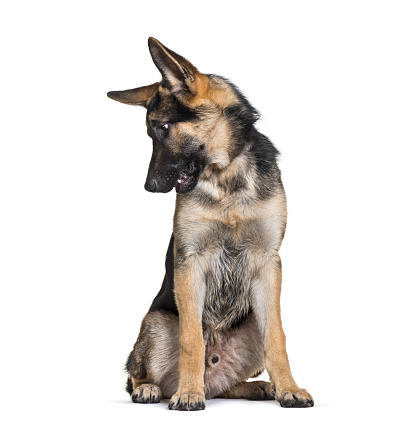 German Shepherd, 7 months old, sitting in front of white background