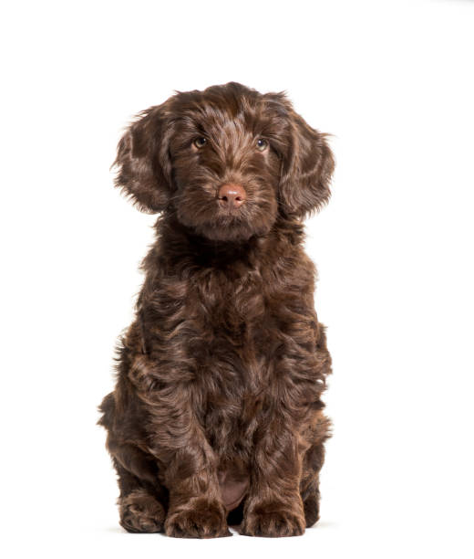 istock Australian Labradoodle, 2 months old, sitting in front of white background 1137971350