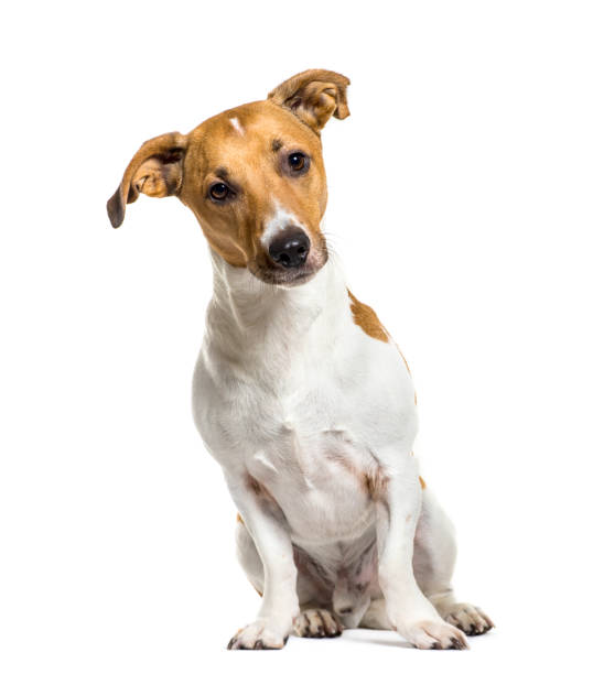 istock Jack Russell Terrier sitting in front of white background 1137971376