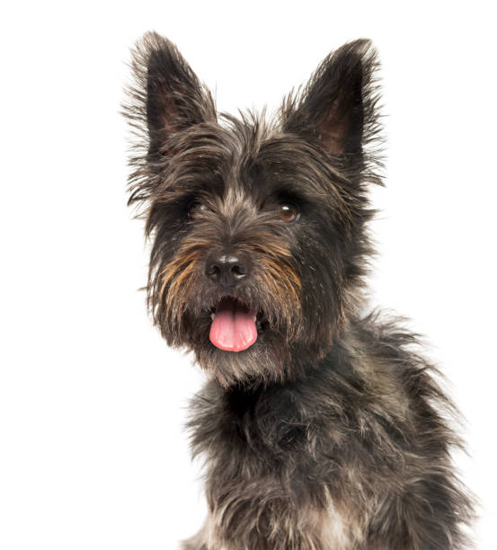 istock Cairn Terrier in front of white background 1137971959