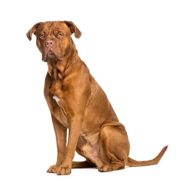 Dogue de Bordeaux sitting in front of white background