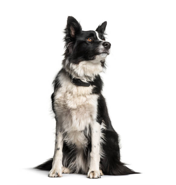 istock Border Collie, 1 year old, sitting in front of white background 1137972003