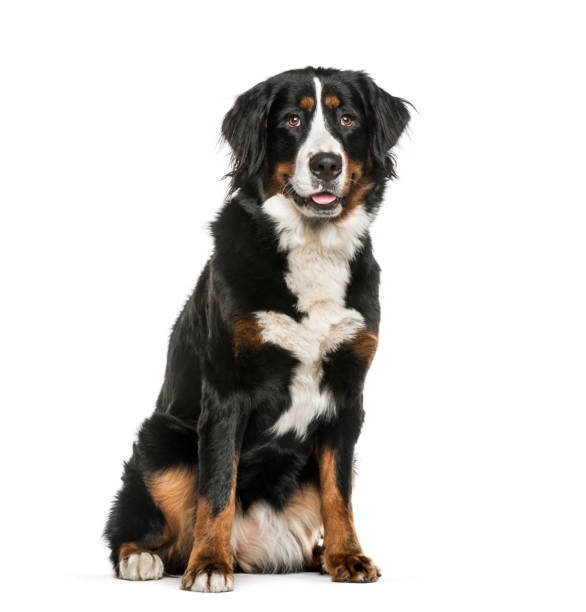 istock Bernese Mountain Dog sitting in front of white background 1137972029