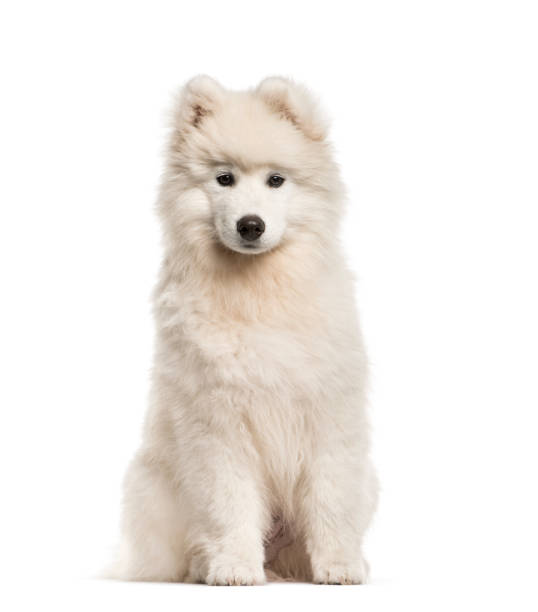 istock Samoyed dog, 4 months old, sitting in front of white background 1137972039