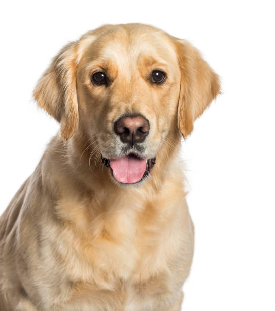 istock Golden Retriever in front of white background 1137972053