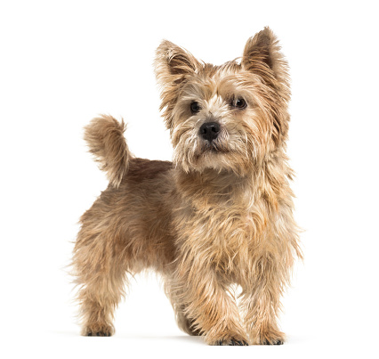 Norwich Terrier in front of white background