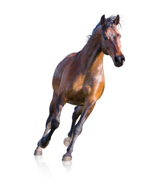 istock Bay horse runs isolated on white background 1137972185