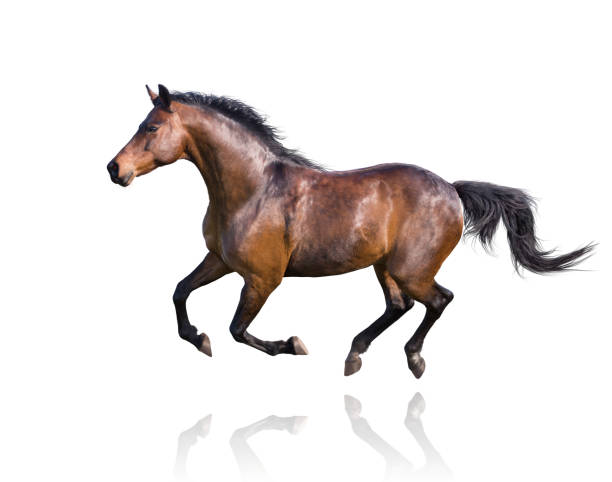 istock Bay horse runs isolated on white background 1137972189