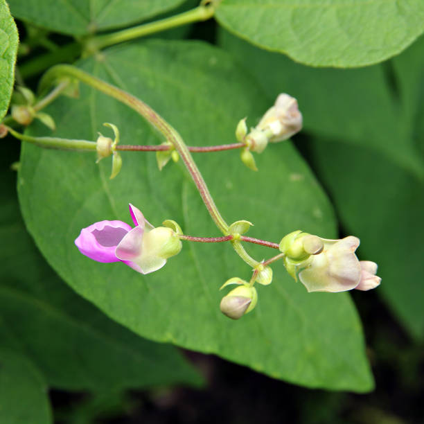istock Flowers of beans (Phaseolus). 1137972654