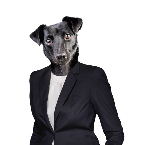 istock Head of black dog in human suit isolated on white 1137972744