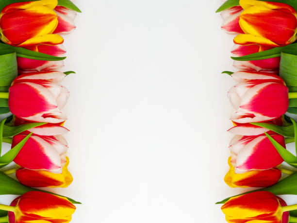 istock Red tulips flowers on light background. Waiting for spring. Happy Easter card. Flat lay, top view. Greeting card. 1137973726