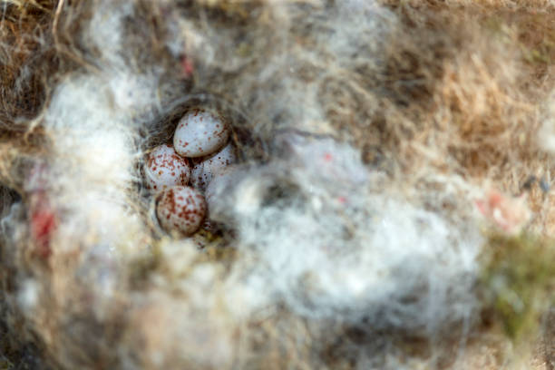 istock Clutch of a great tit 1137973776