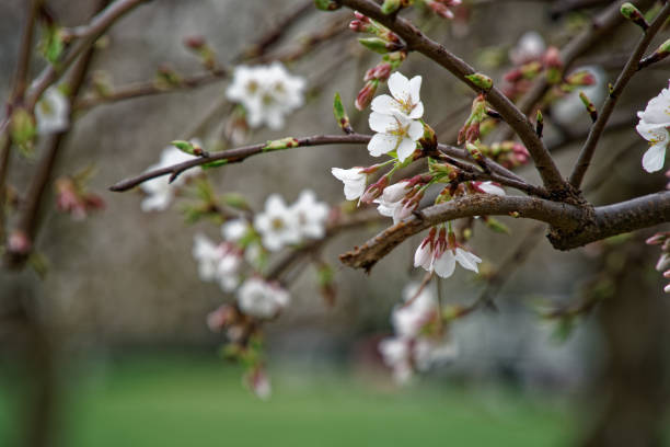 istock Blooming cherry blossom background in spring season. 1137973874