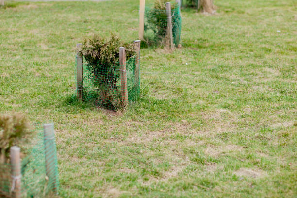 istock fence for seedlings, young tree seedling in the garden 1137975048