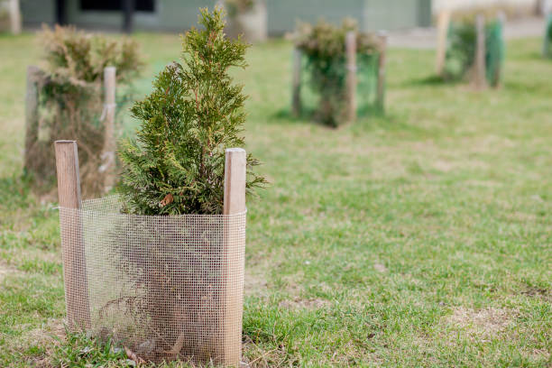 istock fence for seedlings, young tree seedling in the garden 1137975059