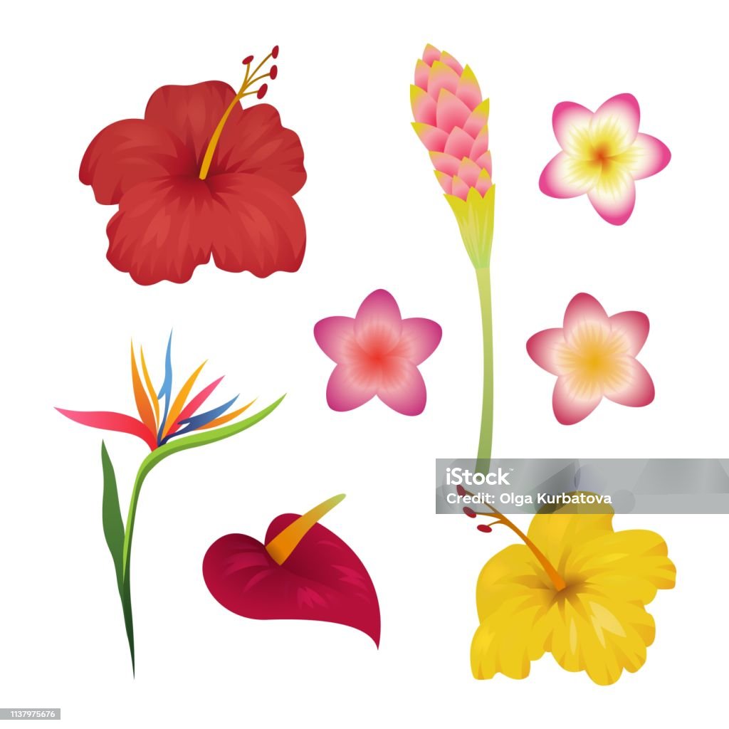 Vetores de Jogo De Flor Tropical Impressão De Moda De Flores Tropicais  Fundo Do Jardim Da Planta Do Bali Indonésia Da Polinésia De Havaí e mais  imagens de Flor - iStock