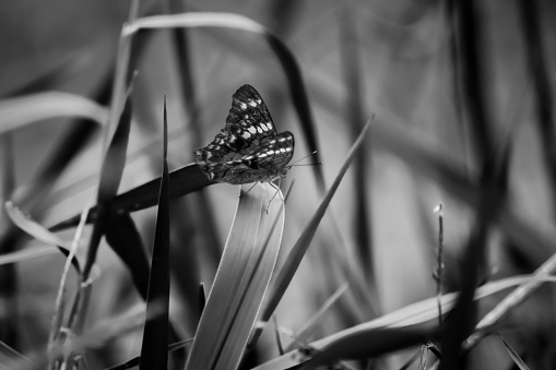 Black and white photograph of a butterfly landing on leaves, in a grass area in a rural forest, in the state of Minas Gerais, Brazil.