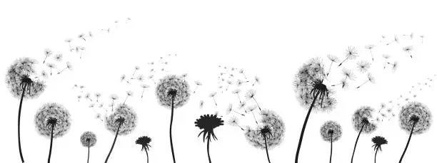 Vector illustration of Abstract black dandelion, dandelion with flying seeds illustration - for stock