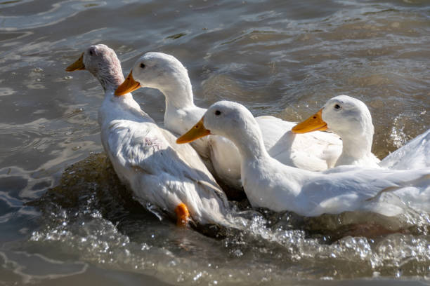 istock Three male white Pekin Ducks trying to mate with a single female 1137977694
