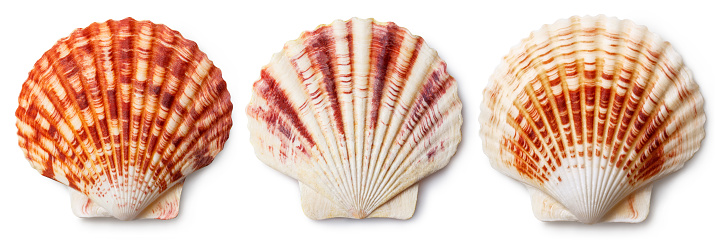 Two beautiful shells with mussels isolated white background.