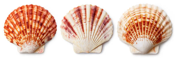 Sea shells on white Set of sea shells, isolated on white background collection clam stock pictures, royalty-free photos & images