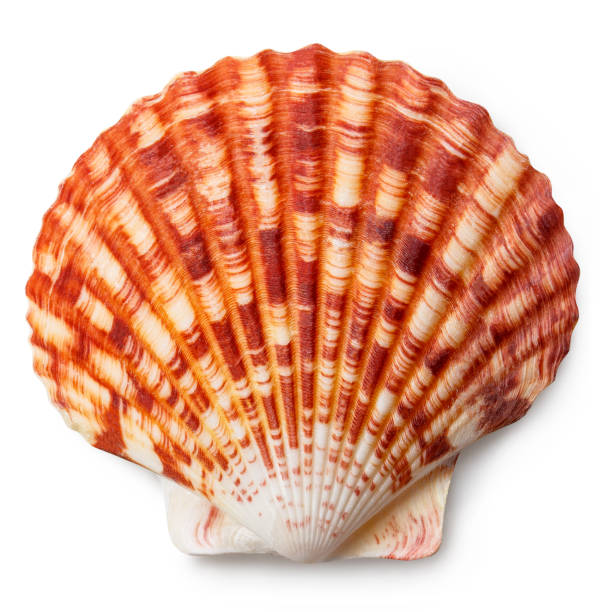 Sea shells on white Sea shells, isolated on white background conch shell photos stock pictures, royalty-free photos & images