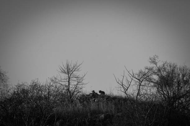 A leopard mother or leopardess with her cub basking in sun at hilltop with skyline in a winter morning at Jhalana Forest Reserve, Jaipur, India
